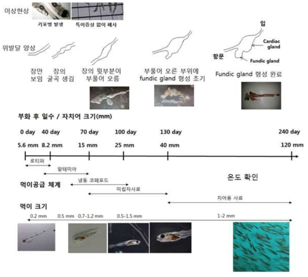 명태 인공종묘생산을 위한 생산공정 확립(2014년 수산실용화)