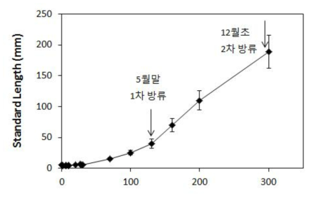 종묘생산과정에서의 자어 체장 성장과 방류시점