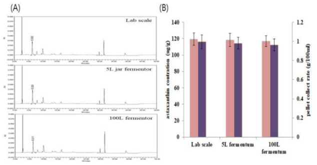 대량생산 조건에서 astaxanthin의 생산량 확인 (A) Lab scale, 5L fermentor, 100L fermentor 시료의 HPLC 분석 결과, (B) pellet 1g에 포함된 astaxanthin 농도 (pink) 및 각 culture scale에서 100ml당 회수된 균체의 무게 (violet)