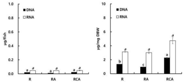 실험종료 후 로티퍼 영양강화 실험구별 마리당, 건조중량 mg 당 DNA, RNA 함량(ug). 일반 영양강화 (R), 일반 영양강화+해양 미생물 유래 astxanthin (RA), 일반 영양 강화+시판용 astaxanthin (RCA)