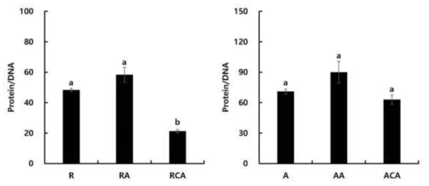 로티퍼 및 알테미아 영양강화 실험구별 단백질과 DNA ratio 측정 결과. 일반 영양강화(R), 일반 영양강화+해양 미생물 유래 astxanthin (RA), 일반 영양강화+시판용 astaxanthin (RCA), 일반 영양강화 (A), 일반 영양강화+해양 미생물 유래 astxanthin (AA), 일반 영양 강화+시판용 astaxanthin (ACA)