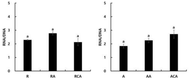 로티퍼 및 알테미아 영양강화 실험구별 RNA와 DNA 함량의 비율 측정 결과. 일반 영양강화 (R), 일반 영양강화+해양 미생물 유래 astxanthin (RA), 일반 영양강화+시판용 astaxanthin (RCA), 일반 영양강화 (A), 일반 영양강화+해양 미생물 유래 astxanthin (AA), 일반 영양강화+시판용 astaxanthin (ACA)