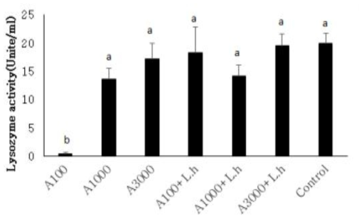 17주간 먹이 공급 후 H. discus hannai의 Lysozyme activity 측정