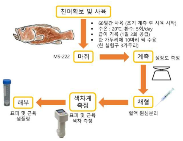 붉바리 실험 과정 모식도