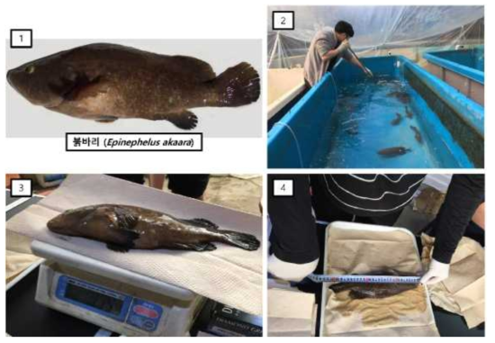 실험어 붉바리와 성장도 측정을 위한 전장 및 무게 측정. 1: 실험어로 사용된 붉바리, 2: 순치과정에서 실험 수조 청소, 3: 실험어 무게 측정, 4: 실험어전장 측정