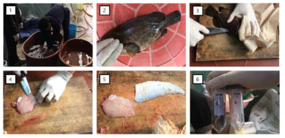 붉바리 표피 및 근육 샘플링. 1: 붉바리 마취, 2: 비늘제거, 3: 어채 단면 절개, 4, 5: 표피와 근육 분리, 6: 샘플 보관
