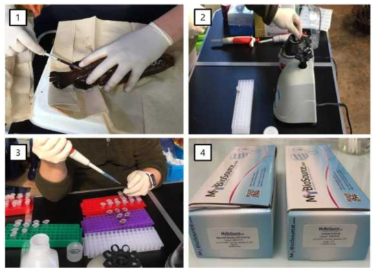 붉바리 혈액 채취 및 혈장분리, SOD와 Lysozyme 분석. 1: 붉바리 혈액 채취, 2: 혈액 원심분리, 3: 분리된 혈장을 새로운 튜브에 보관, 4: SOD와 Lysozyme 활성 분석 키트