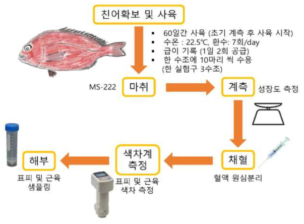 참돔 실험과정 모식도