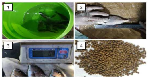 참돔 성장도 측정 및 실험에 사용된 사료. 1: 참돔 마취, 2: 참돔 전장 측정, 3: 참돔 무게 측정, 4: 참돔 실험에 사용된 시판용 배합사료