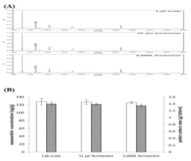 대량생산 조건에서 astaxanthin의 생산량 확인 (A) Lab scale, 5L fermenter, 5,000L fermenter 시료의 HPLC 분석 결과, (B) pellet 1g에 포함된 astaxanthin 농도 (white) 및 각 culture scale에서 100 ml 당 회수된 균체의 무게 (diagonal)