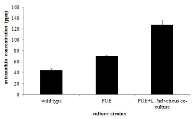 P. haeundaensis의 wild type, 돌연변이 균주, co-culture에 따른 astaxanthin 생산량 변화