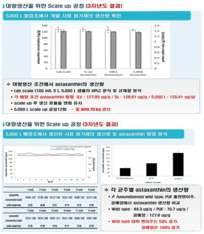 혼합 배양 후 대량 생산 공정에서 아스타잔틴 생산성 유지에 관한 연구