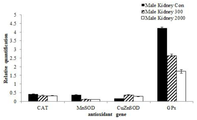 Transcription level of antioxidant genes such as CAT, CuZn-SOD, MnSOD, GPx with treated orally development feed additives from kidney of male ICR mice