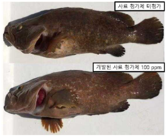 붉바리 사료에 개발 첨가제 공급 유무에 따른 붉바리 체색 차이