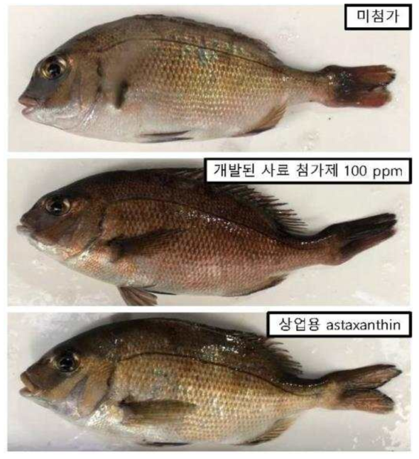 참돔 사료 첨가제별 참돔의 채색 차이