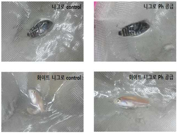 니그로 및 화이트 니그로에서 개발 소재를 공급하였을 때 체색 변화