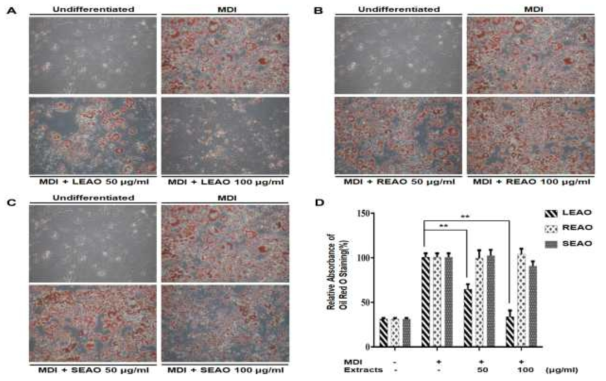 Effects of A. okamotoanum Nakai on adipocyte differentiation in 3T3-L1 cells. After growing to confluence, adipocyte differentiation was induced by treatment with MDI (mixture of IBMX, dexamethasone and insulin) containing 10% FBS for 8 days. The cells were incubated in the absence or presence of 50 and 100 μg/ml of LEAO, REAO and SEAO. (A), (B), and (C) After induction of differentiation, cells were stained with Oil Red O and visualized by phase contrast microscope (magnification of ×100). (D) The quantifications of retained Oil Red O dyes were determined by spectrophotometric analysis. Each value in graphs is expressed as mean ± SD (n = 3). **P < 0.01 indicates statistical significances compared to the fully-differentiated control cells