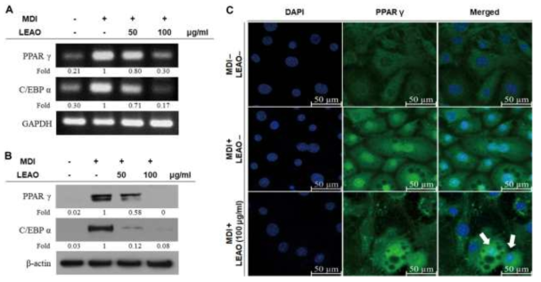 Effects of LEAO on the expressions of key adipogenic transcription factors. (A) and (B) After treatment for 8 days, the expressions of PPAR γ and C/EBP α at mRNA and protein levels. The expression levels of mRNA and protein were detected by RT-PCR and western blot analysis, respectively. GAPDH and β-actin were used as a loading control. Fold changes indicate the expression ratio compared with fully-differentiated cells. (C) Effects of LEAO on nuclear translocation of PPAR γ. It was analyzed by immunofluorescence staining and observed by confocal microscopy (blue: DAPI and green: PPAR γ). Arrows in figure indicate that the nuclear translocation of PPAR γ was lower than the differentiated control cells. (Scale bar, 50μm)