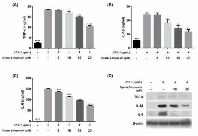 Effects of oyster β-thymosin on pro-inflammatory cytokines production in LPS-induced RAW264.7 cells. Cells were pretreated with oyster β-thymosin for 2 h then induced with LPS (1 μg/mL) for 24 h. After the stimulation by LPS, pro-inflammatory cytokines were released into the culture medium. The culture medium was collected and followed by analysis of TNF-α (A), IL-1β (B), and IL-6 (C) production by ELISA. (D)Western blot analysis using antibodies against TNF-α, IL-1β and IL-6, and β-actin was used as an internal control. The data represent the mean ± standard error of the mean of three independent experiments. * p < 0.05, ** p < 0.01, *** p < 0.001, **** p < 0.0001 vs. the LPS-induced group