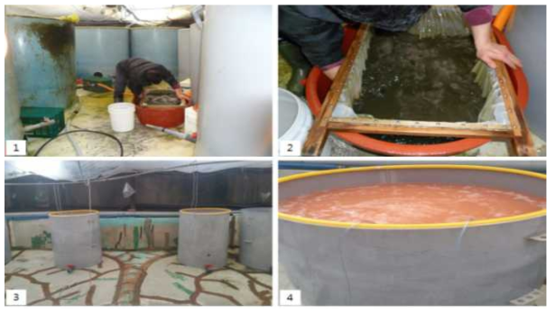 먹이생물인 rotifer 영양강화 수조. 1, 2: Astaxanthin 처한 rotifer를 걸러내는 모습, 3, 4: Artemia sp. 영양 강화 수조 및 영양강화 모습