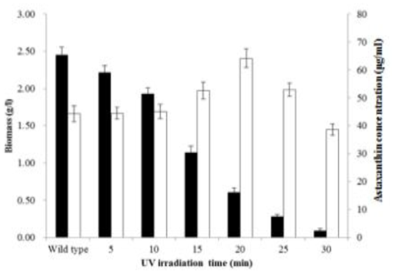 UV 조사 시간대별 선정된 colony의 72 hr 시간 배양 후 biomass와 astaxanthin 함량. Biomass (■), astaxanthin (□)