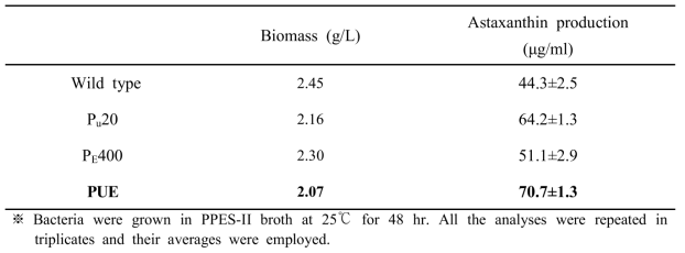 Wild type strain (P. haeundaensis)와 mutant strains의 astaxanthin 생산량