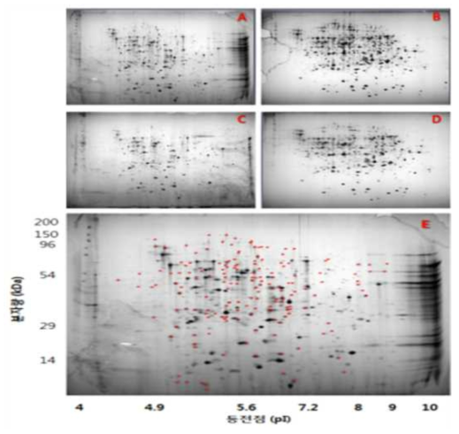 Wild type과 mutant strain의 2D-electrophoresis 분석. (A) wild type 1차 분석, (B) mutant strain 1차 분석, (C) wild type 2차 분석, (D) mutant strain 2차 분석, (E) 1차와 2차 분석 결과에 대한 재현성 분석