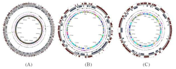 P. haeundaensis의 유전체 map. (A), Chromosomal DNA: 3,206,103 bp; (B), Plasmid 1: 251,791 bp; (C), Plasmid 2: 199,711 bp