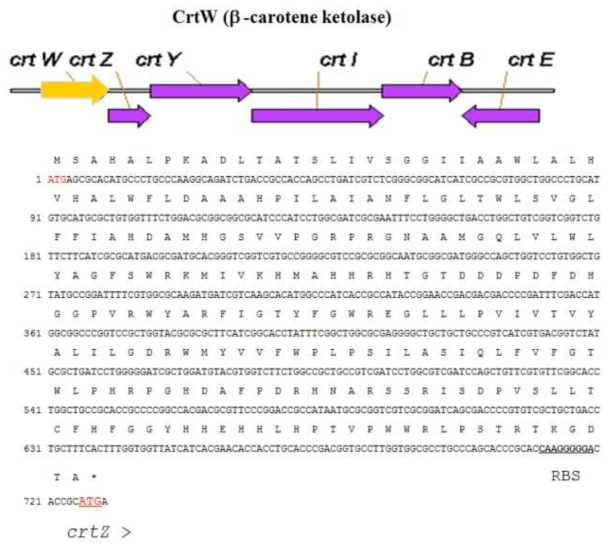 P. haeundaensis의 carotenoid 생합성 관련 유전자군의 염기서열 및 아미노산 서열