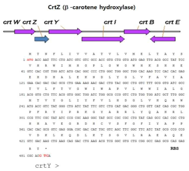 P. haeundaensis의 carotenoid 생합성 관련 유전자군의 염기서열 및 아미노산 서열(계속)