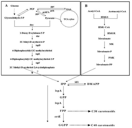 Isoprenoid 생합성 경로. Non-mealonate (A), Mevalonate pathway (B). dxr (1-deoxy-D-xylose 5-phosphate reductase), ispD (4-diphosphocytidyl- 2C-methyl erythritol synthase), ispE (4-diphosphocytidyl-2C-methyl-D- erythritol kinase), ispF (2Cmethyl-D-erythritol 2,4-cyclodiphosphate synthase), ispA (geranylgeranyl pyrophosphate synthase), idi (isopentenyl diphosphate isomerase), pck (phosphoenolpyruvate carboxykinase), ppc (phosphoenolpyruvate carboxylase), pykFA (pyruvate kinase), pps (phosphoenolpyruvate synthase), gps (geranylgeranyl diphosphate synthase), HMGS (HMG-CoA synthase), HMGR (HMG-CoA reductase), MK (mevalonate kinase), PMK (phosphomevalonate kinase), OAA (Oxaloacetic acid), PEP (phosphoenolpyruvate), TCA (tricarboxylic acid)