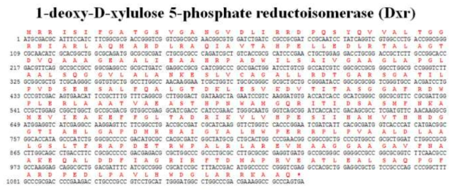 Dxr 유전자의 염기서열 및 아미노산 서열