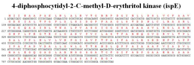 IspE 유전자의 염기서열 및 아미노산 서열