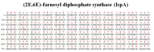 IspA 유전자의 염기서열 및 아미노산 서열