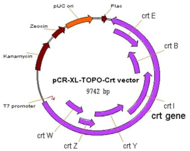 Crt gene cluster를 가진 재조합 DNA 구조