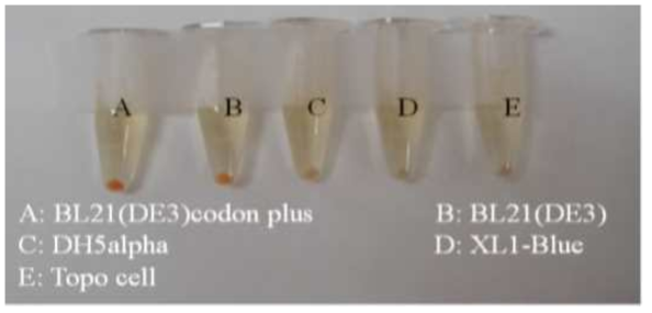 pCR-XL-Topo-Crt 재조합 DNA가 이입된 대장균 숙주 세포에서의 astaxanthin 생산능 비교