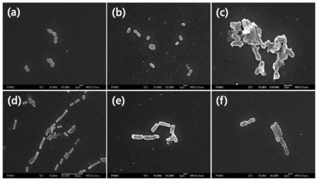 FE-SEM studies of control and treated samples of E. coli (a–c), and B. cereus (d–f). (a,d) Presents the control group, (b,e) shows bacteria treated with Ag-AgCl NPs with MIC concentration, and (c,f) present bacteria treated with Ag-AgCl NPs with 2XMIC concentration