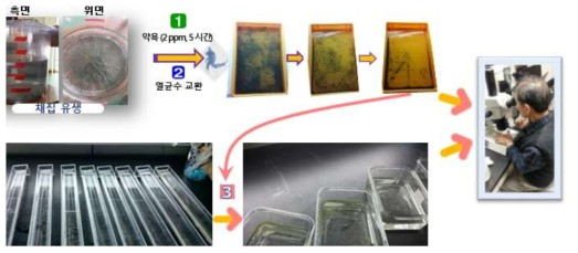 유생 채집 후 해적생물 분리과정. ① 약제처리, ② 살균수 교환, ③ 주광성 활용 분리 ➜ 현미경 확인 및 미세분리