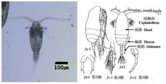 유생추출 방어물질에 가장 큰 치사 반응을 보이는 요각류(Paracalanus sp.)