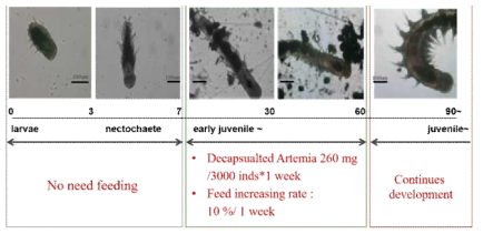 바위털갯지렁이류 초기 성장단계별 먹이공급 프로그램 요약
