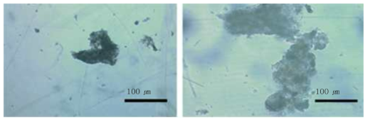 바이오플록수 제조 과정의 플록입자의 형성(조)과 1개월 후 입자응집(우)
