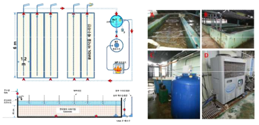 수온조절을 위한 순환식 치충양성장 시스템 구조 및 사진. A-B: 치충 사육 수조, C: 순환수조(2톤 원형 PE 수조; RcT) 및 히트펌프 유입수 인입 항온수조(3톤 저장탱크; RT), D: 가온 히트펌프