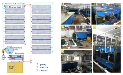 수온조절 및 바이오플럭 공급을 위한 2단 순환식 치충양성장 시스템 구조 및 사진. A: B동 지하 양성장 전경, B: 2단 치충 사육수조, C: 순환수조(2톤 원형 PE 수조) 및 순환수 가온 콘크리트수조(3톤 저장탱크), D: 바이오플럭 조성, 공급용 2톤 PE수조, E: 바이오플럭 공급 2단 양성수조
