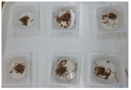 실험에 사용된 바위털갯지렁이류 치충의 일부