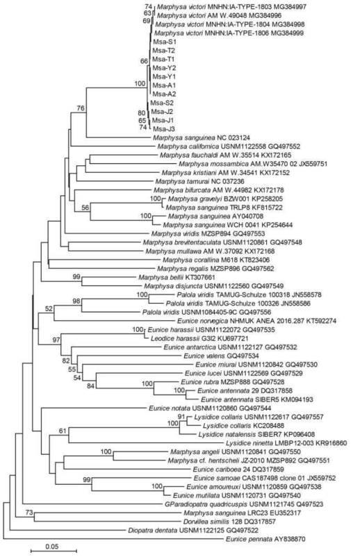 조간대 바위털갯지렁이류 11 개체들의 미토콘드리아 CO1 영역의 핵산염기서열 정보를 바탕으로 작성된 분자계통수