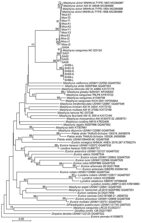 조간대 및 조하대 바위털갯지렁이류의 미토콘드리아 CO1 영역의 DNA 서열정보를 바탕으로 작성된 분자계통수
