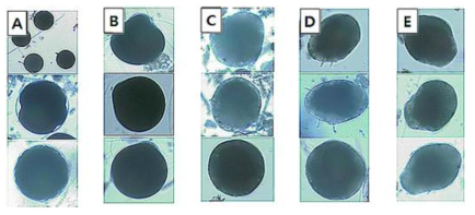 M. victori 수정란 발달과정. A: 1~3일째 세포분열, B: 4일째 꼬리 발생, C: 5일째 안점과 섬모 발생, D-E: 6~7일째 강모 발생과 유영하는 담륜자 유생