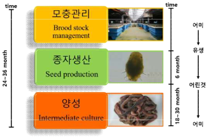 바위털갯지렁이류 대량 종자생산 공정 및 관리시스템 구분