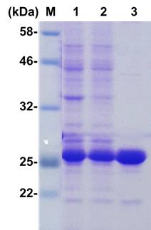 SDS-PAGE를 통한 재조합 VsRed 효소의 발현 분석 (M; size maker, Lane 1; whole cell, Lane 2; Lysate, Lane 3; purified enzyme)