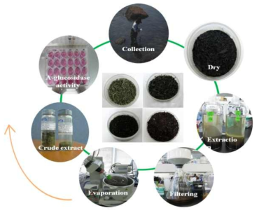 본 실험실에서 이루어지는 에탄올 추출물 확보 과정